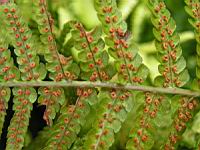 Fougere - Dryopteris Affinis subsp Borreri (fam Dryopteridacees) (Europe, Asie) (3) (Photo F. Mrugala)